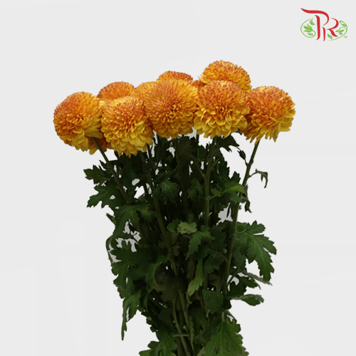 Chrysanthemum Ping Pong - Tangerine (12 Stems) - Pudu Ria Florist