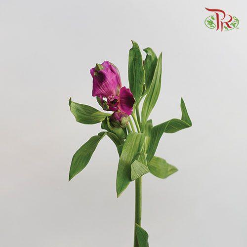 Alstroemeria - Purple (10 Stems) - Pudu Ria Florist