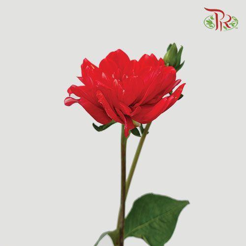 Dahlia - Red (Per Bunch) - Pudu Ria Florist