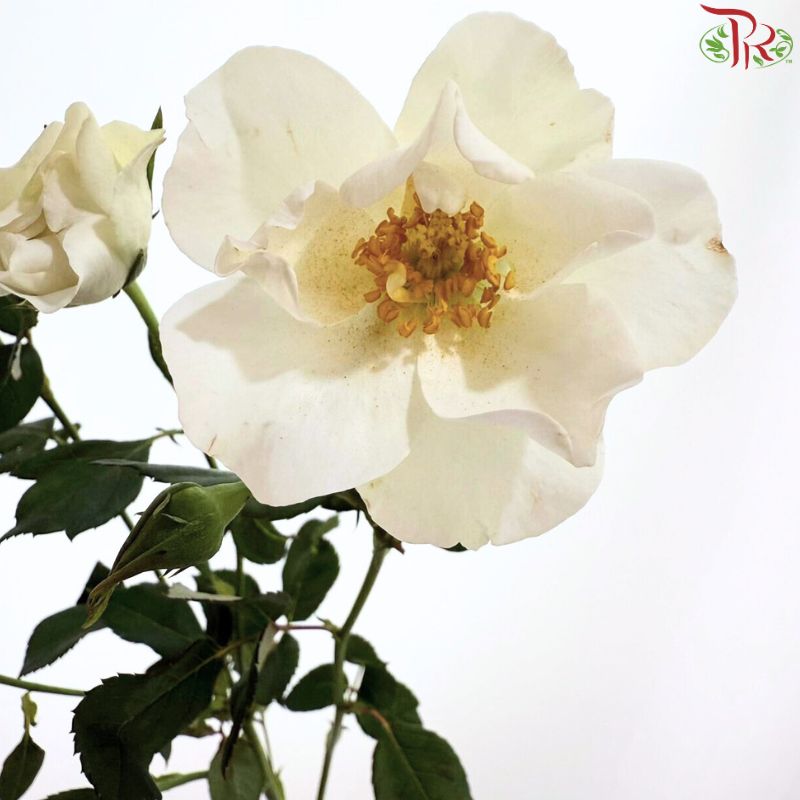 Rose Spray 《多头玫瑰》