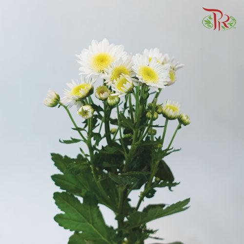 Chrysanthemum - Santini (Per Bunch) - Pudu Ria Florist