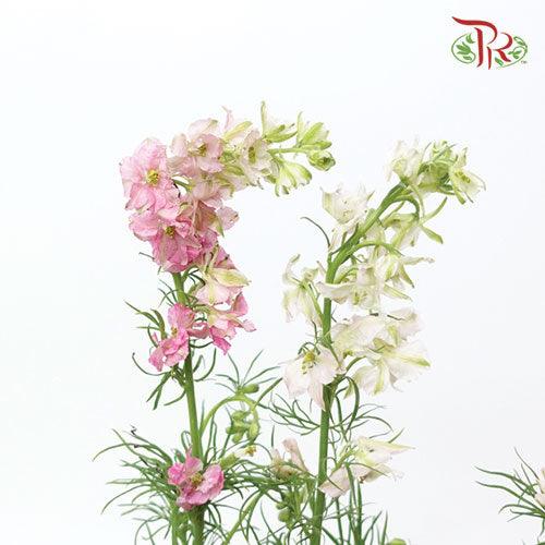 Delphinium Mini - Light Pink (5 Stems) - Pudu Ria Florist
