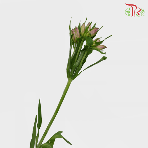 Alstroemeria - Light Pink (10 Stems) - Pudu Ria Florist