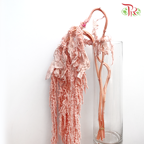 Preserved Amaranthus Hanging - Light Pink - Pudu Ria Florist