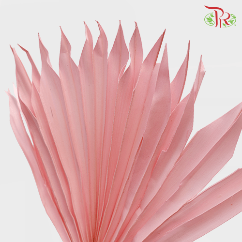 Dry Palm Pink (5 Stems) 90001019 - Pudu Ria Florist