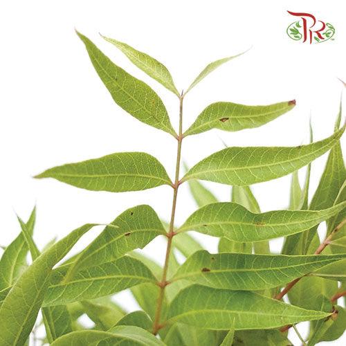 Abelmoschus - (3 Stems)-Green-Import-prflorist.com.my