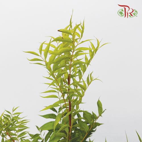 Abelmoschus - (3 Stems)-Green-Import-prflorist.com.my