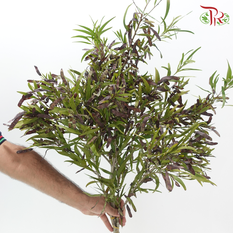 Acacia Bean - (Per Bunch)-China-prflorist.com.my