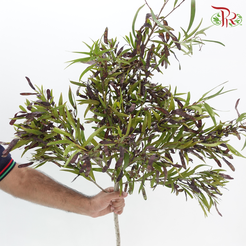 Acacia Bean - (Per Bunch)-China-prflorist.com.my