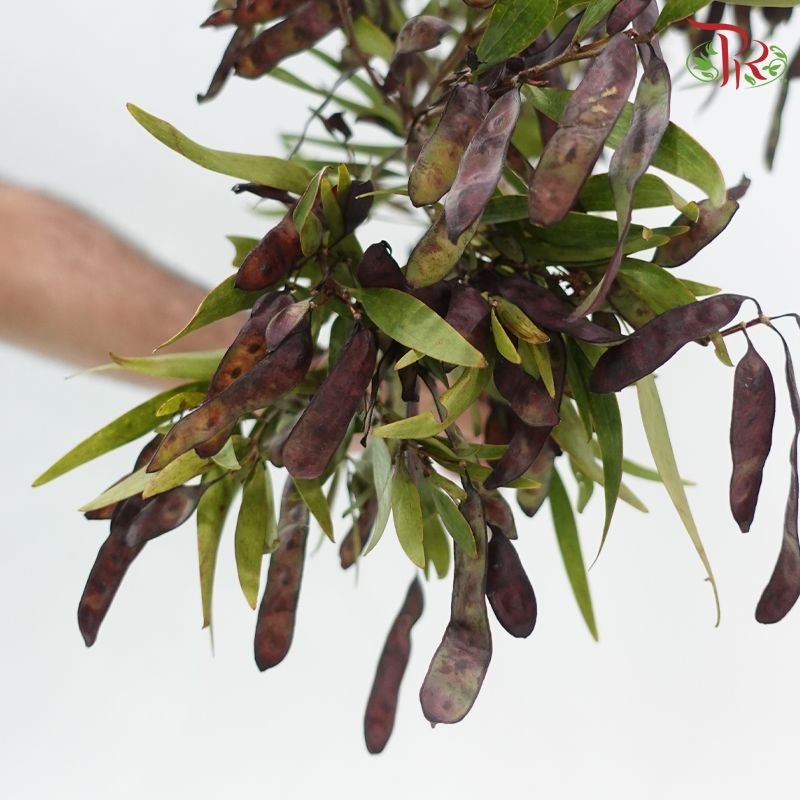 Acacia Bean - (Per Bunch)-China-prflorist.com.my