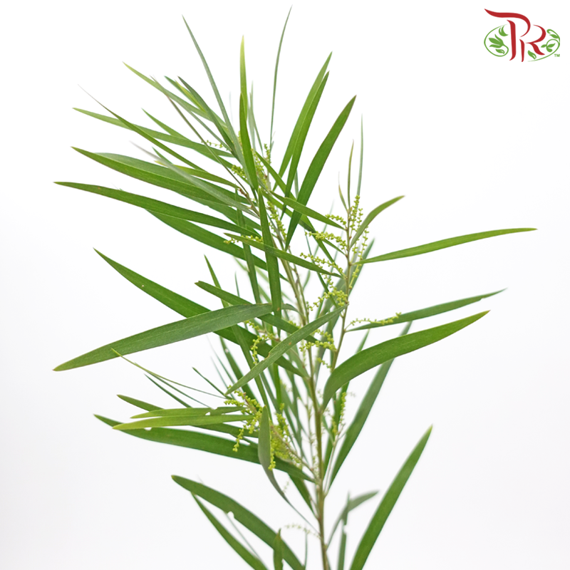 Acacia (Mimosa Leaf) - (Per Bunch)-China-prflorist.com.my