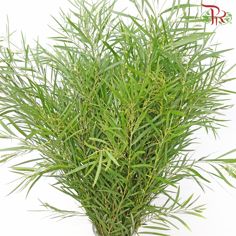 Acacia (Mimosa Leaf) - (Per Bunch)-China-prflorist.com.my