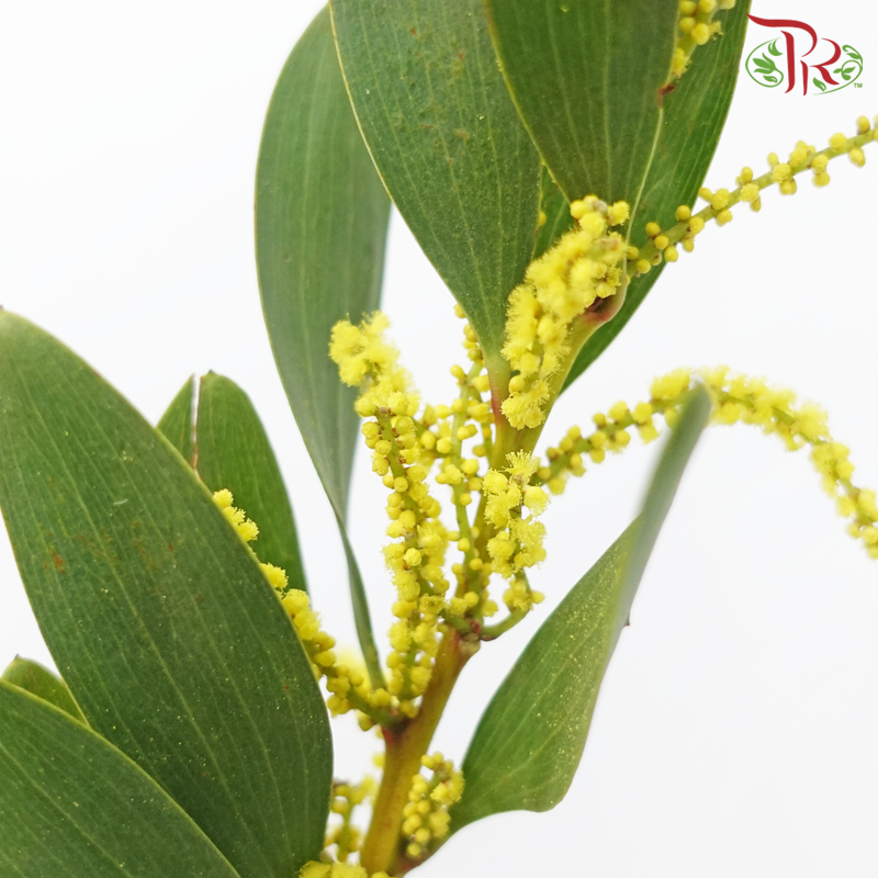 Acacia Rups - Yellow (10 Stems)-Yellow-Netherland-prflorist.com.my