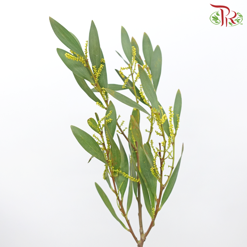 Acacia Rups - Yellow (10 Stems)-Yellow-Netherland-prflorist.com.my