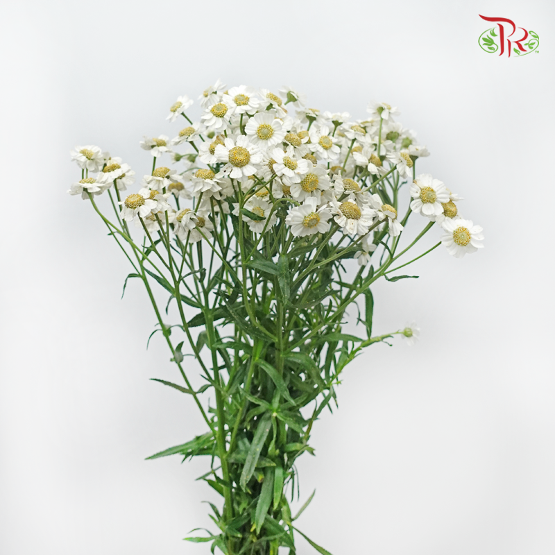 Achillea Pearl - White With Yellow Heart (10 Stems)-White With Yellow Heart-Netherland-prflorist.com.my