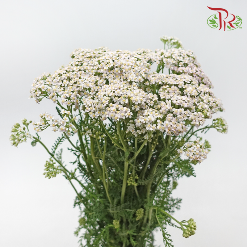Achillea / Yarrow - Barely Pink (10 Stems)-Pink-Netherland-prflorist.com.my