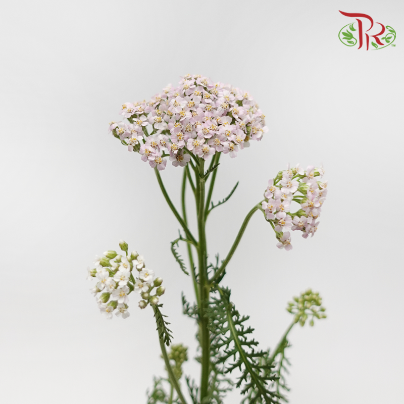 Achillea / Yarrow - Barely Pink (10 Stems)-Pink-Netherland-prflorist.com.my