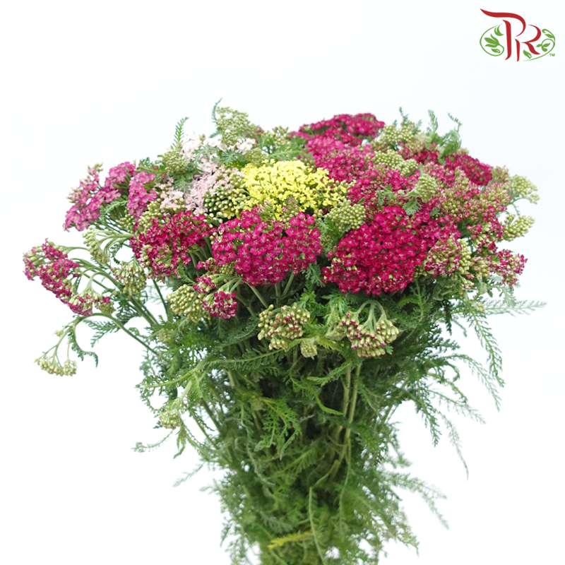 Achillea / Yarrow - Mix Colour Tone (Per Bunch)-Mix Colour Tone-China-prflorist.com.my