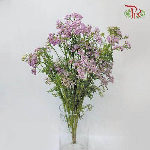 Achillea / Yarrow - Pink (Per Bunch)-Pink-China-prflorist.com.my