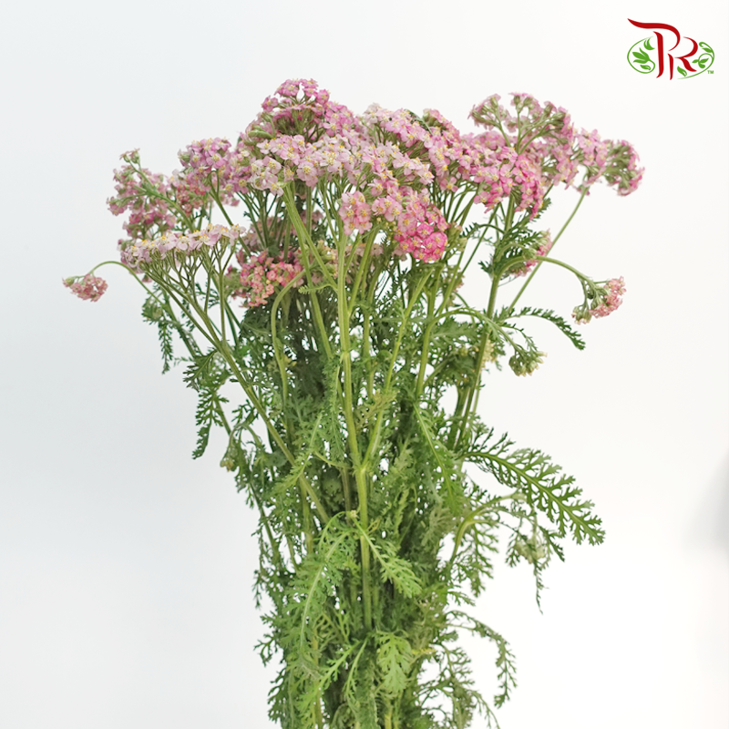 Achillea / Yarrow - Pink Shade (Per Bunch)-Pink-China-prflorist.com.my
