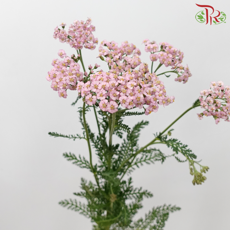 Achillea / Yarrow - Pink Shade (Per Bunch)-Pink-China-prflorist.com.my