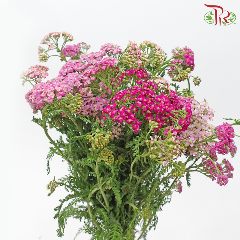 Achillea / Yarrow - Pink Shade (Per Bunch)-Pink Shade-China-prflorist.com.my