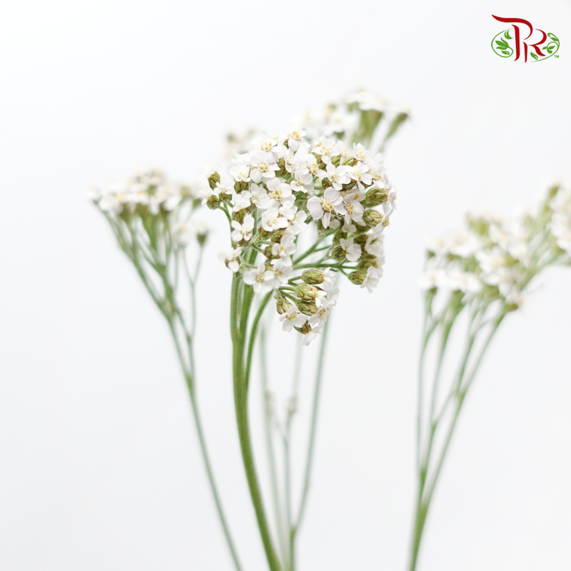 Achillea / Yarrow - White (Per Bunch)-White-China-prflorist.com.my