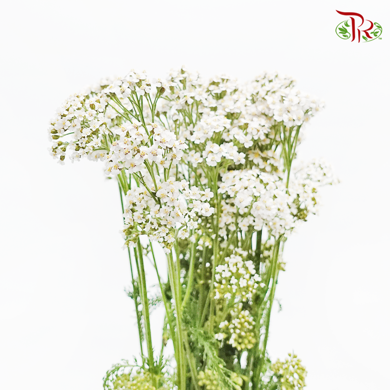 Achillea / Yarrow - White (Per Bunch)-White-China-prflorist.com.my