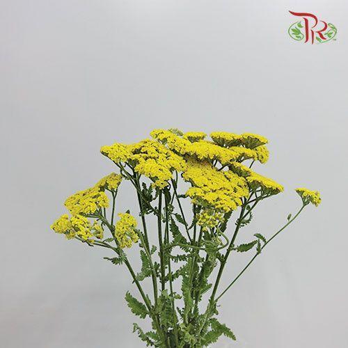 Achillea / Yarrow - Yellow (10 Stems)-Yellow-Netherland-prflorist.com.my