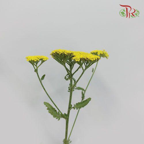 Achillea / Yarrow - Yellow (10 Stems)-Yellow-Netherland-prflorist.com.my