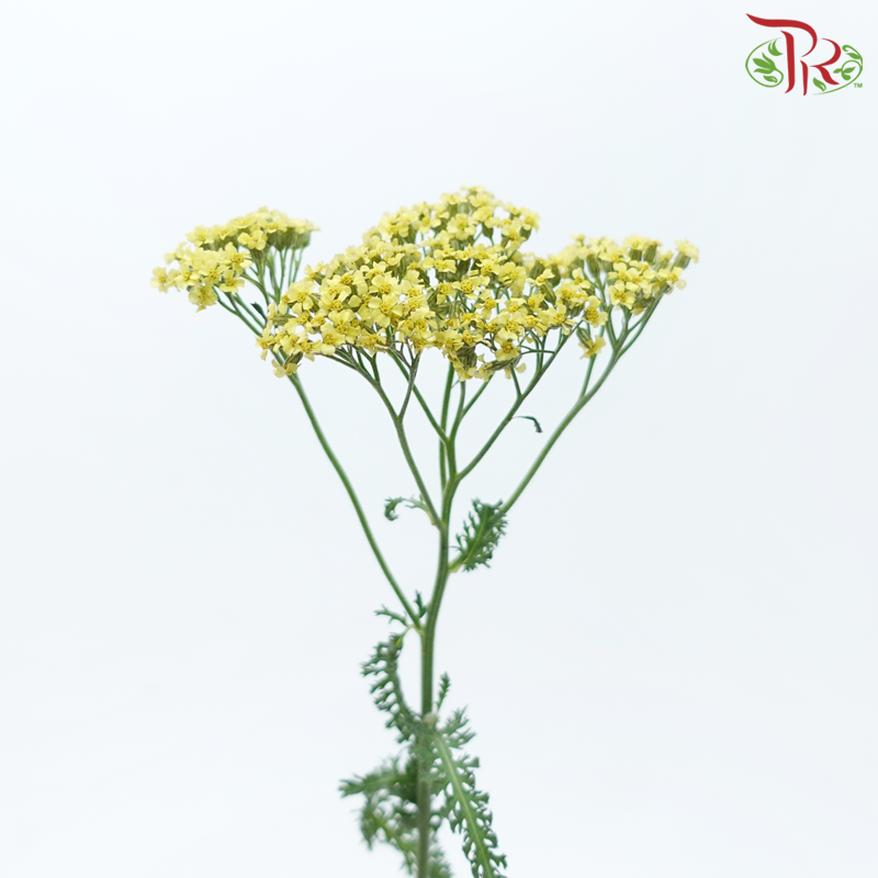 Achillea / Yarrow - Yellow (Per Bunch)-Yellow-China-prflorist.com.my