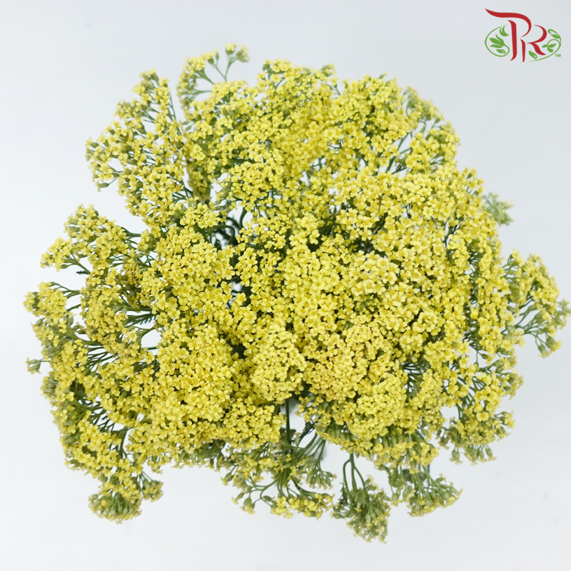 Achillea / Yarrow - Yellow (Per Bunch)-Yellow-China-prflorist.com.my