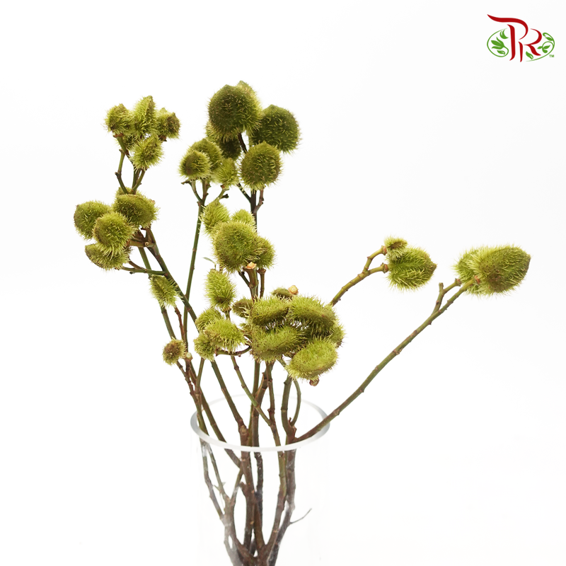 Achiote - Green(5 Stems)-Green-Kenya-prflorist.com.my