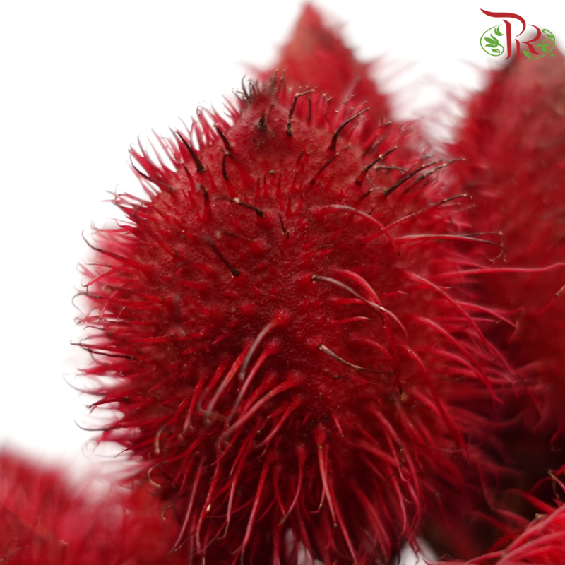 Achiote - Red (5 Stems)-Red-Kenya-prflorist.com.my