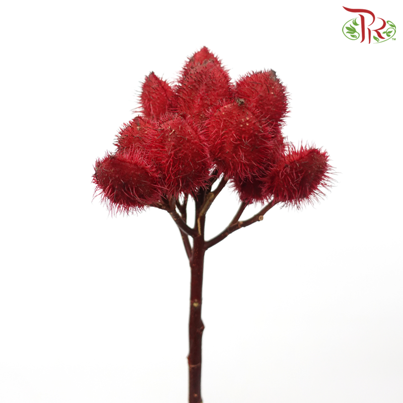 Achiote - Red (5 Stems)-Red-Kenya-prflorist.com.my