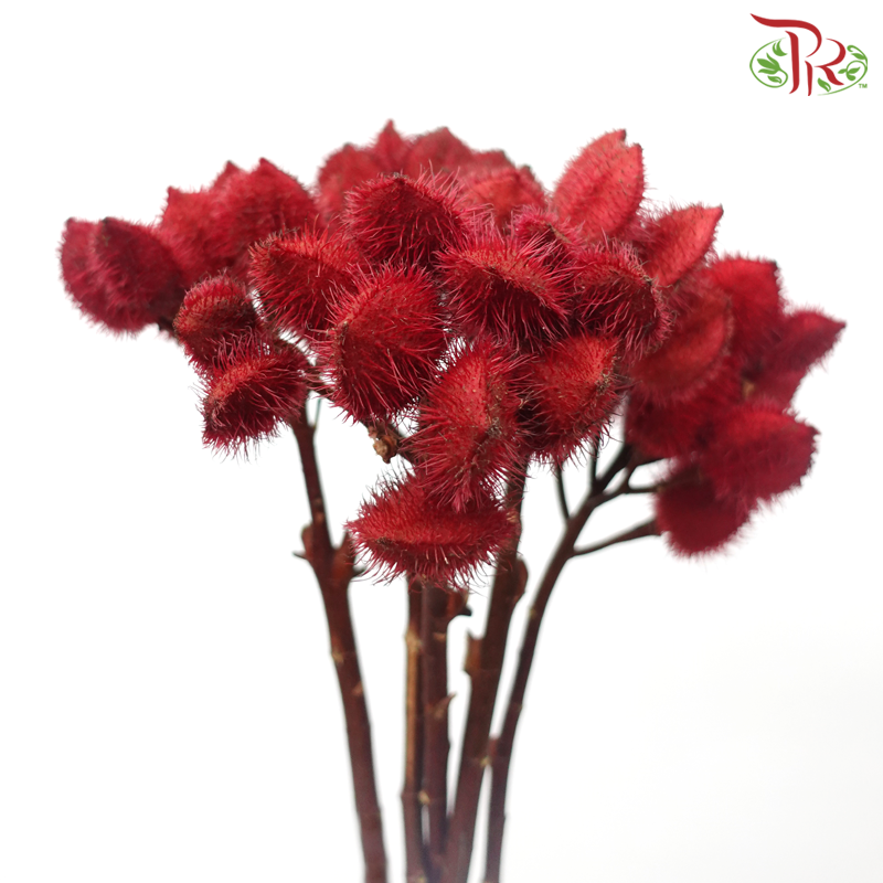 Achiote - Red (5 Stems)-Red-Kenya-prflorist.com.my