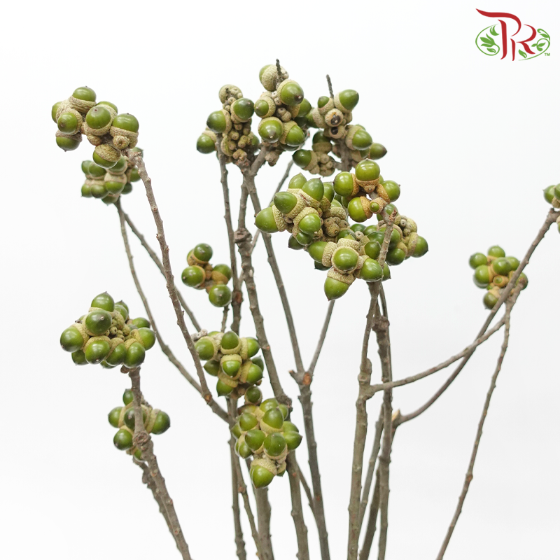Acorn - (Per Bunch)-China-prflorist.com.my