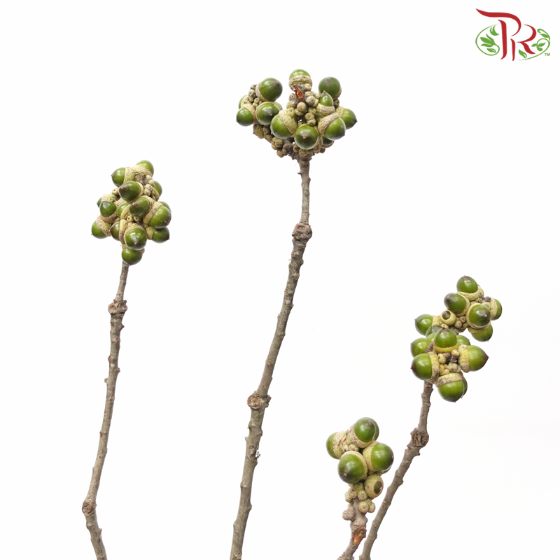 Acorn - (Per Bunch)-China-prflorist.com.my