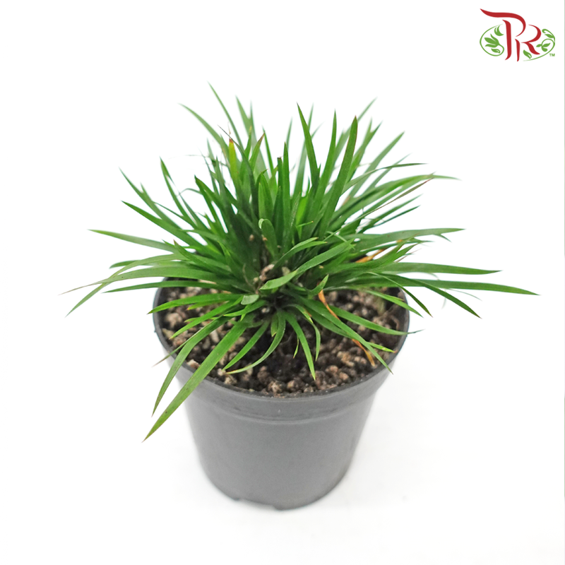Acorus Gramineus《菖蒲》-Pudu Ria Florist-prflorist.com.my