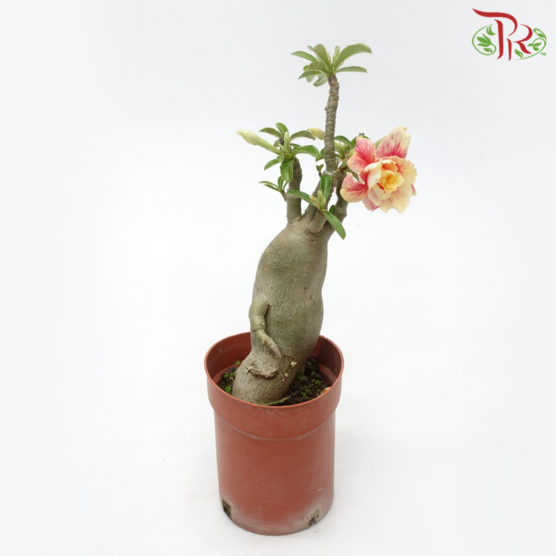 Adenium 《富贵花》- Pink/Red Flower-Pudu Ria Florist-prflorist.com.my