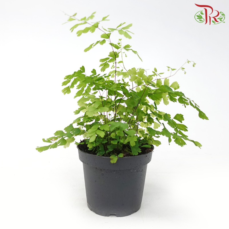 Adiantum Fragrans《美叶铁线蕨》-Pudu Ria Florist-prflorist.com.my