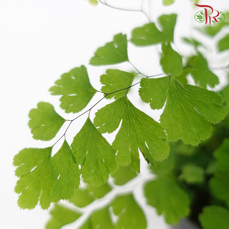 Adiantum Fragrans《美叶铁线蕨》-Pudu Ria Florist-prflorist.com.my