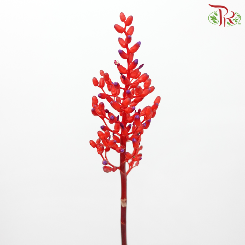 Aechmea Fulgens - Red (Per Bunch)-Red-Japan-prflorist.com.my
