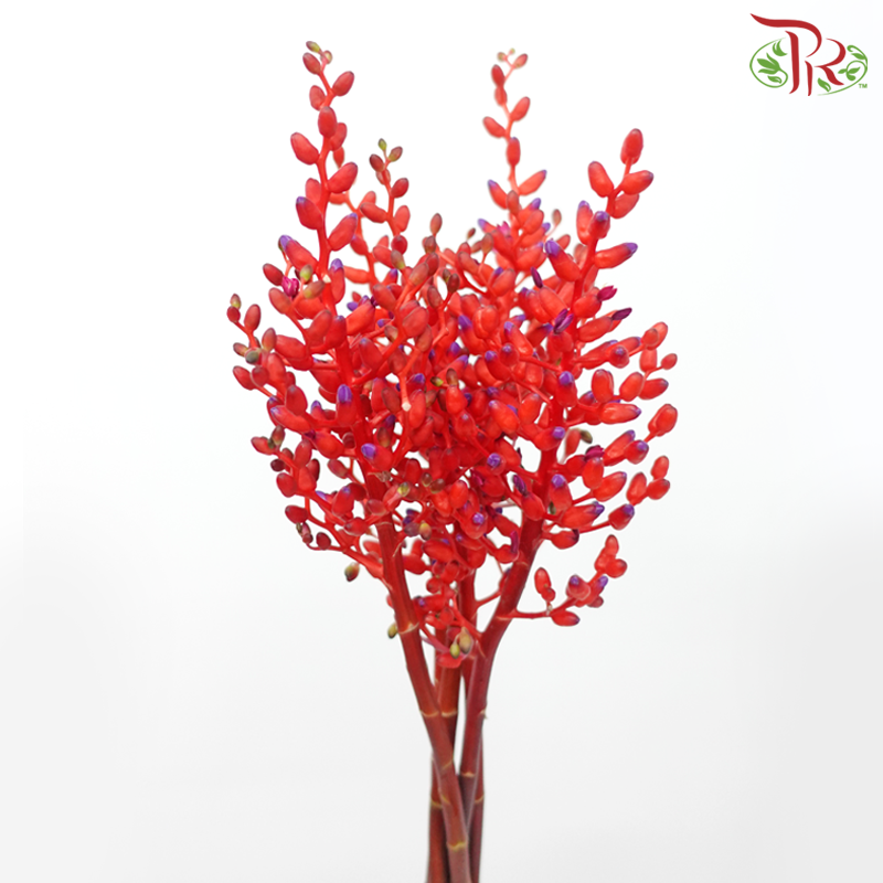 Aechmea Fulgens - Red (Per Bunch)-Red-Japan-prflorist.com.my