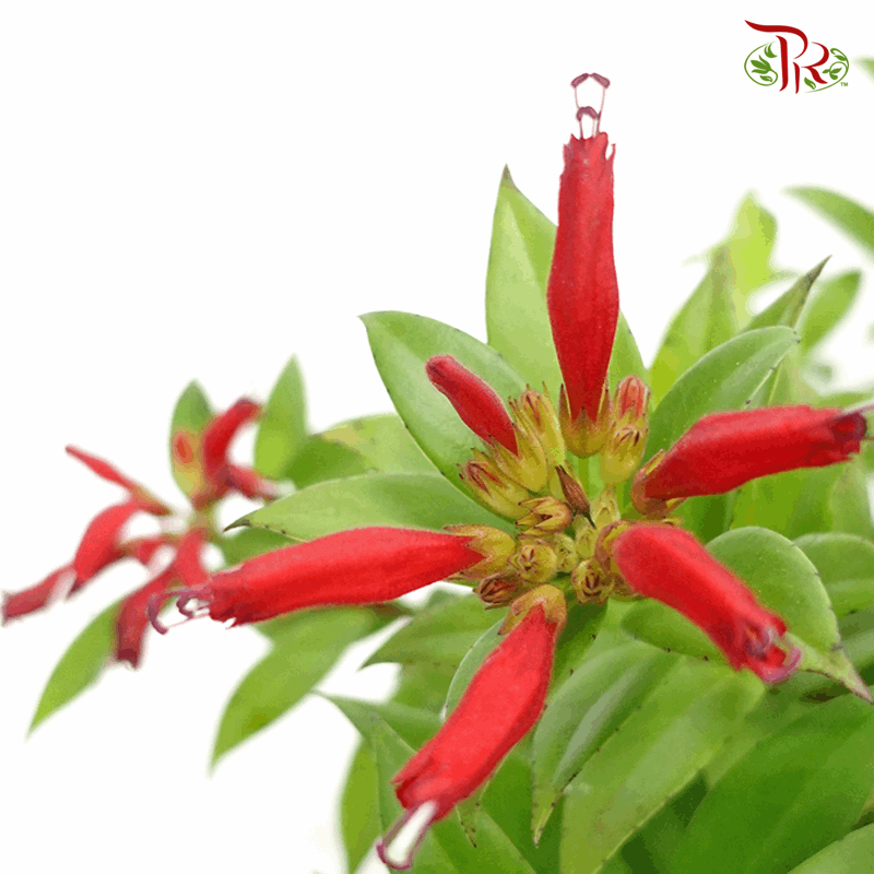 Aeschynanthus Monalisa (Lipstick Plant)《毛萼口红花》-Pudu Ria Florist-prflorist.com.my