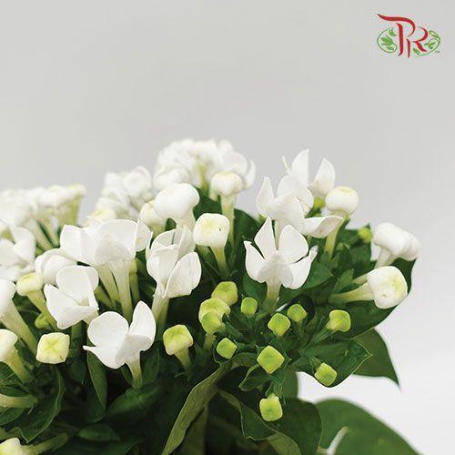 Bouvardia - White (5 Stems) - Pudu Ria Florist