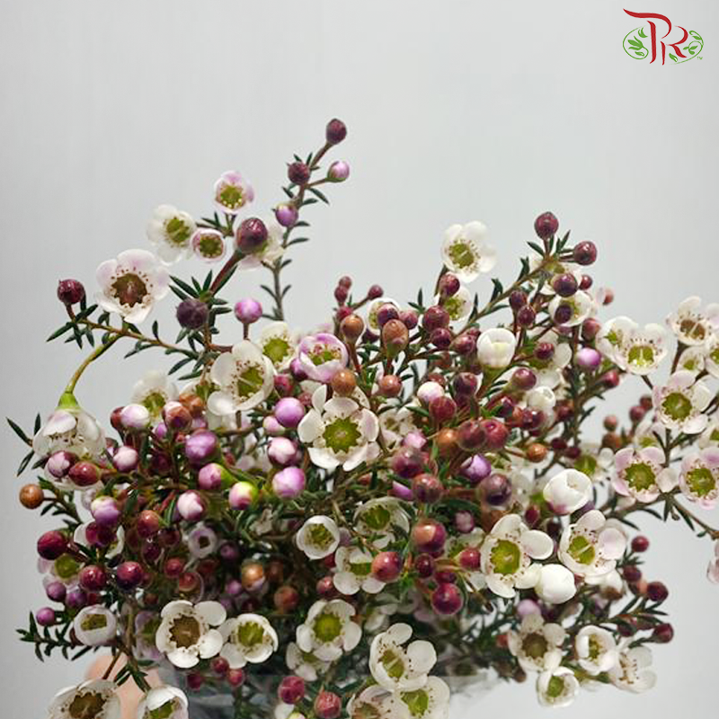 Wax Flower 《蜡花》