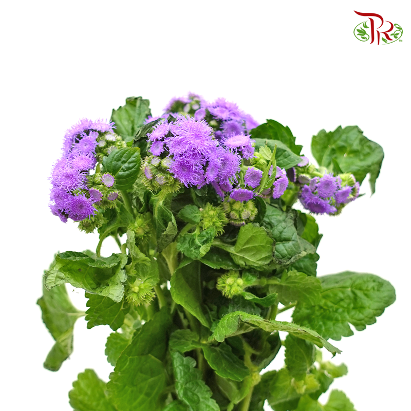 Ageratum- Purple (Per Bunch) - Pudu Ria Florist