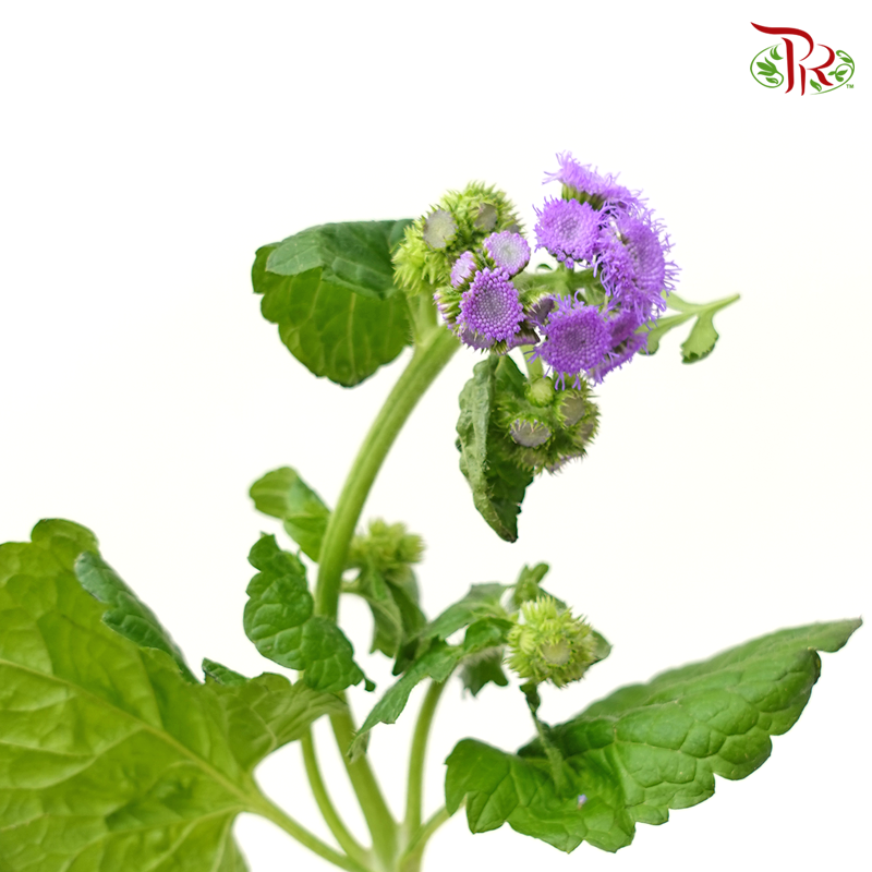 Ageratum- Purple (Per Bunch) - Pudu Ria Florist