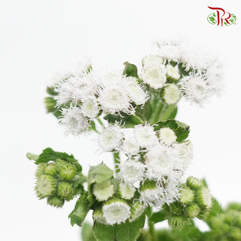 Ageratum - White (Per Bunch)-White-China-prflorist.com.my